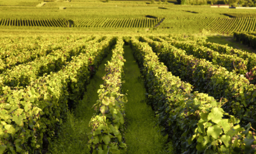 La Bourgogne en camping-car