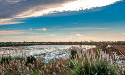 Explorer la Camargue en camping-car