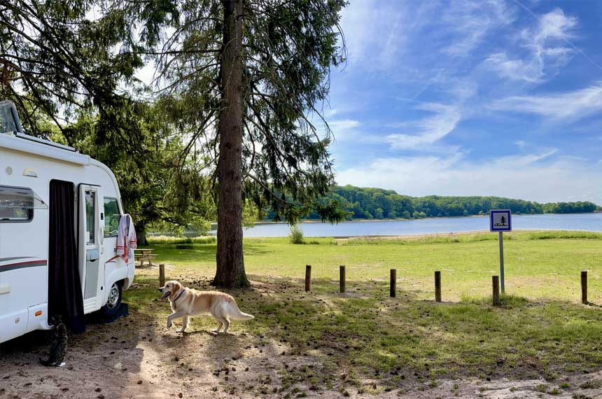 Aire camping-car avec Chien