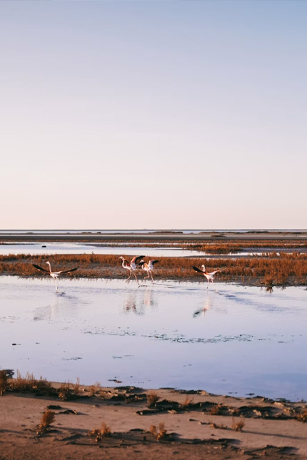 La camargue