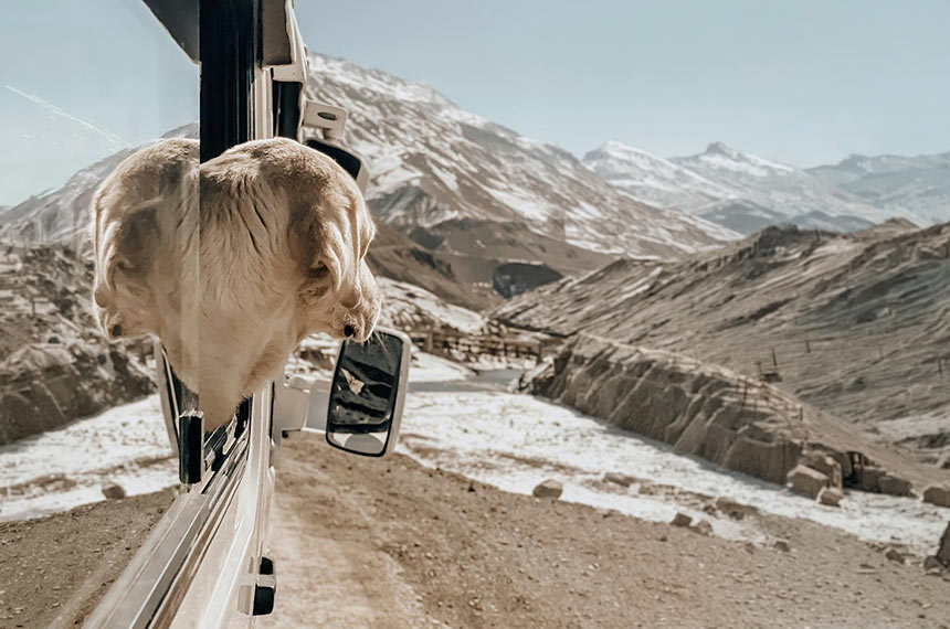 Voyager  en camping-car avec son chien