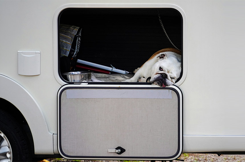 Trucs et astuces pour partir en camping-car avec son chien